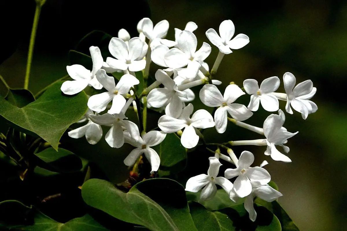 Flowers Suitable for Father's Day