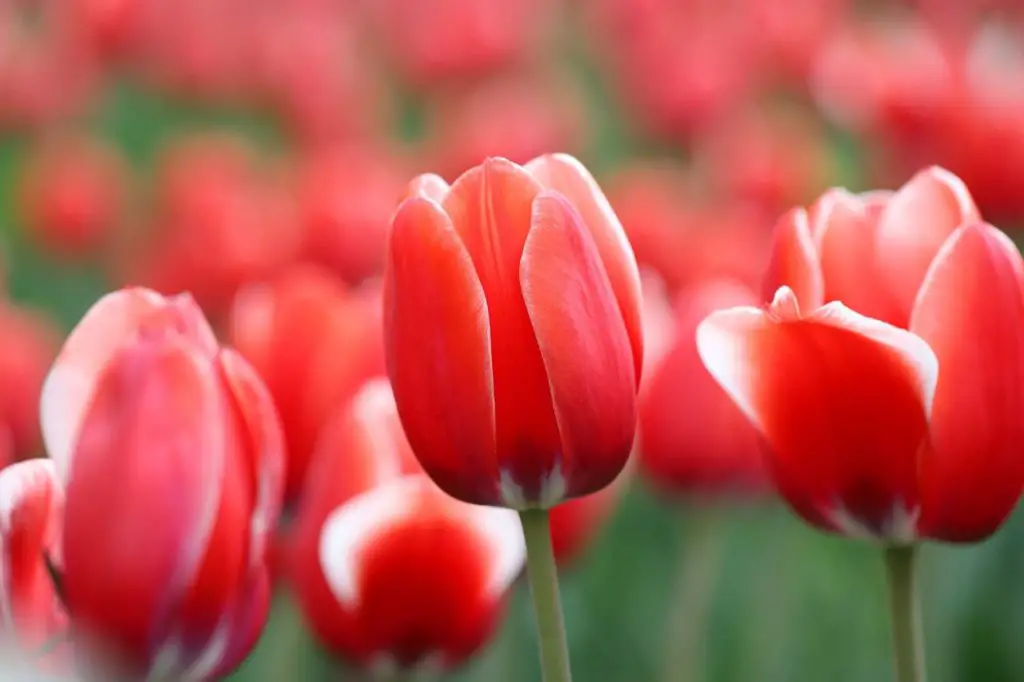 Tulips