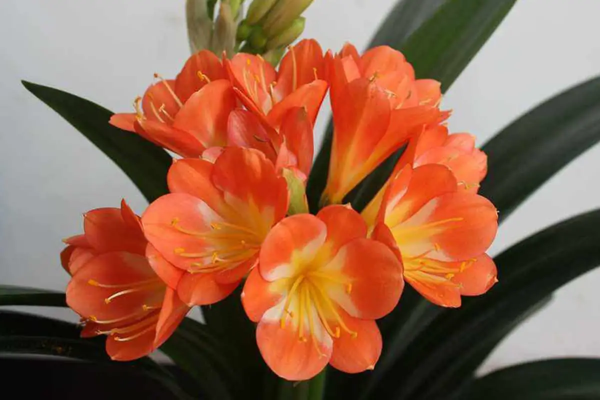 Clivia