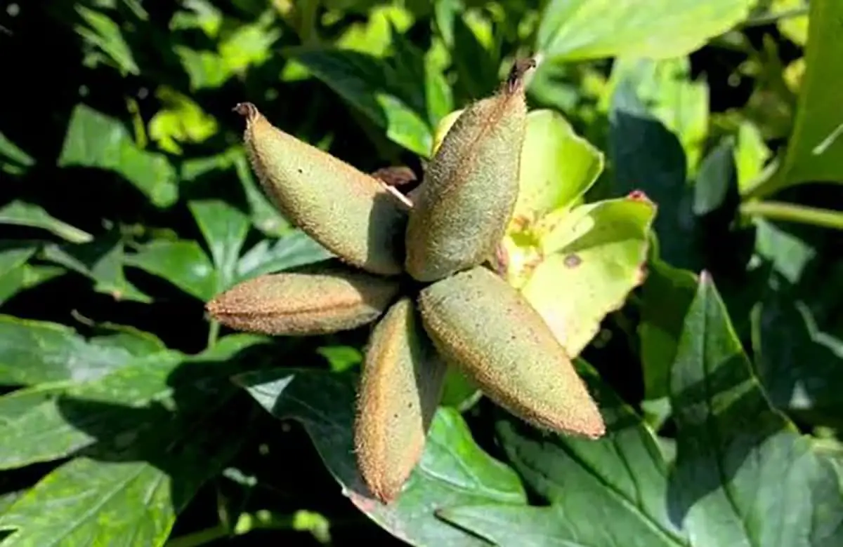 Peony fruit