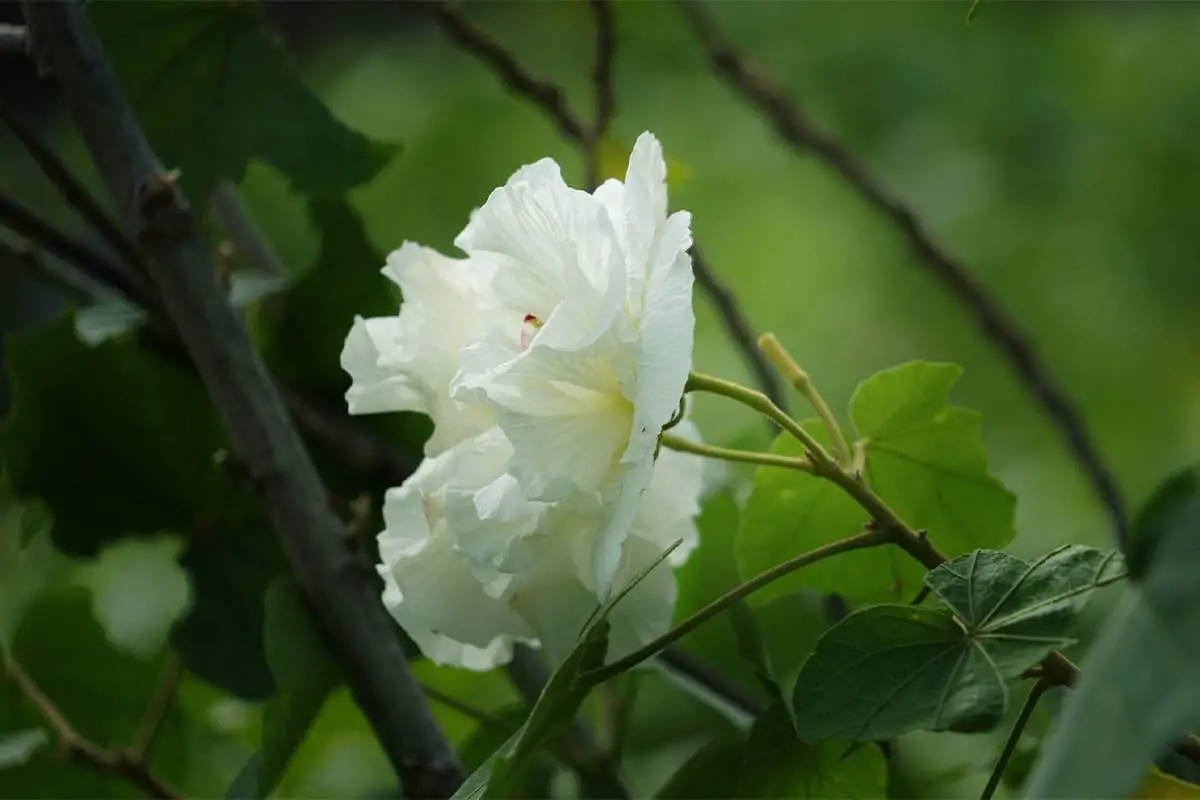 Peony branches and stems