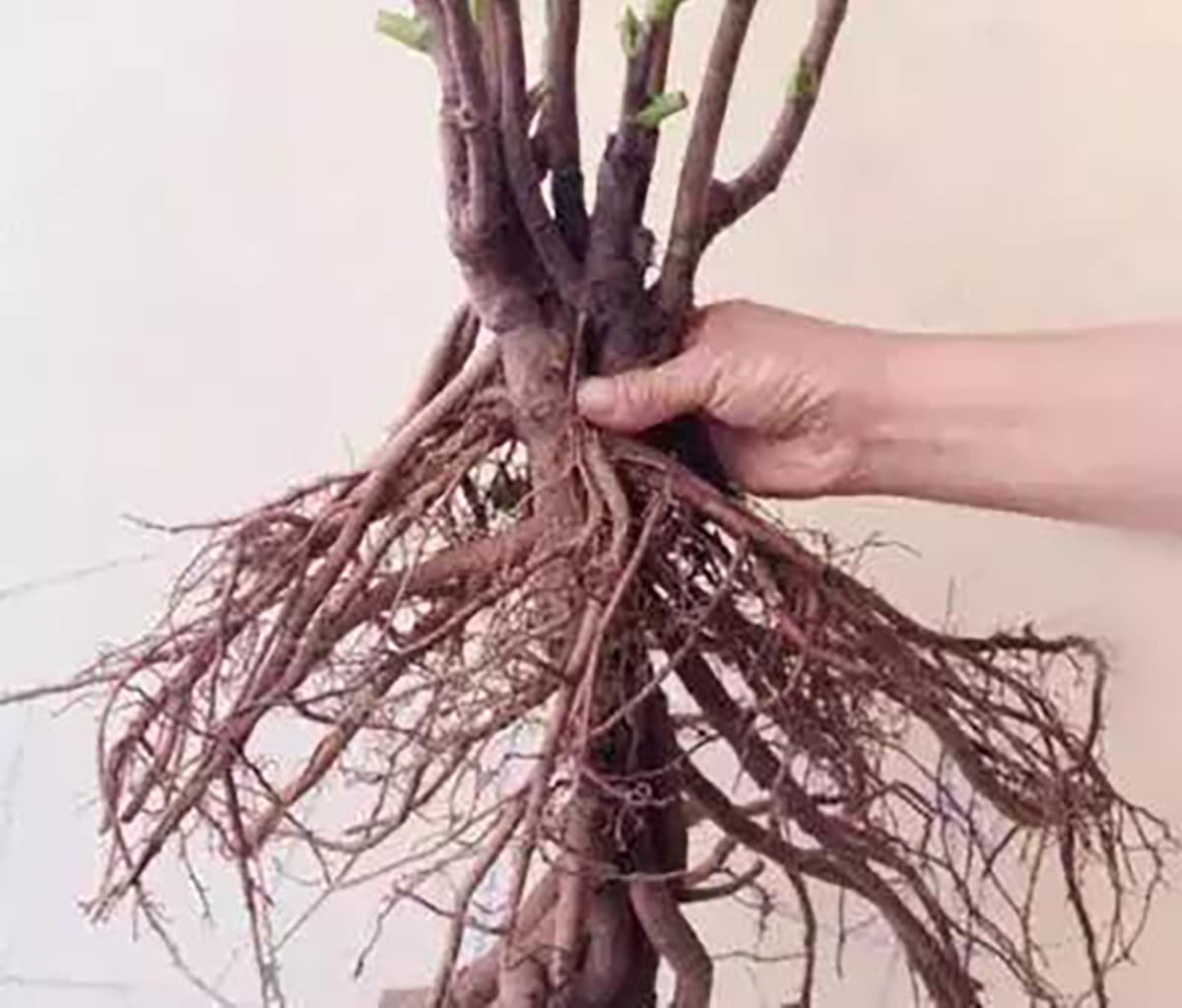 peony root