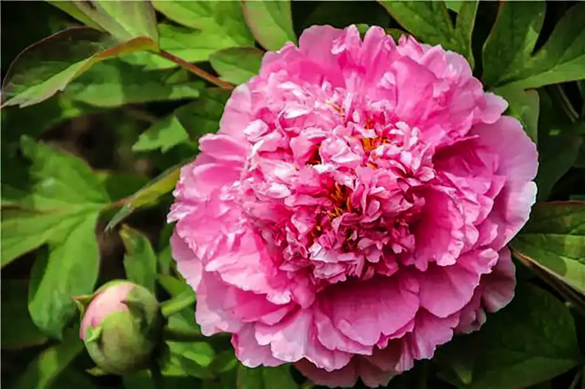 peony