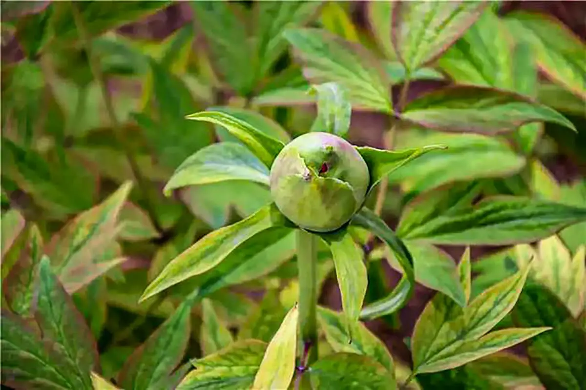 Peony  bud