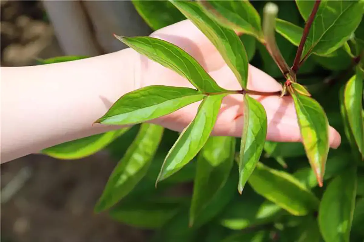 Paeonia Lactiflora leaf