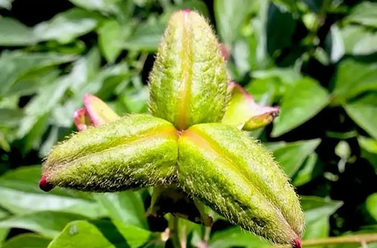 Paeonia Lactiflora fruit