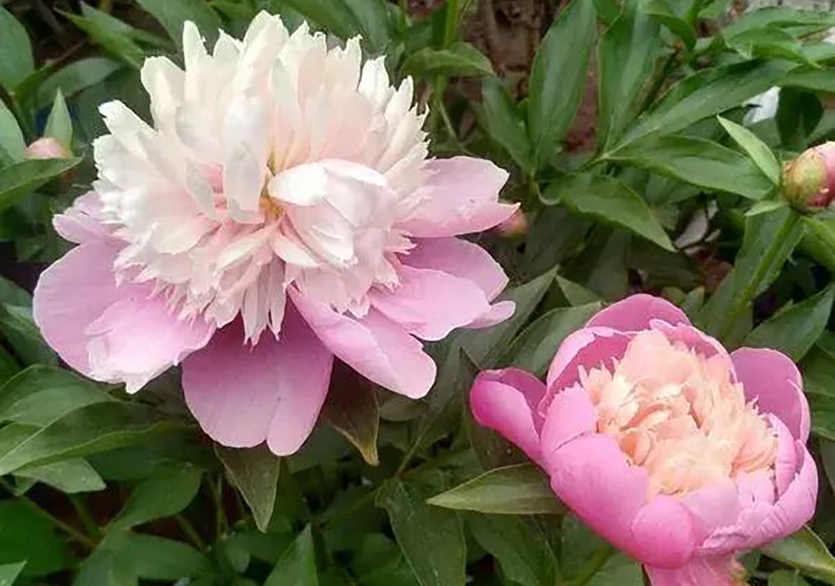 Paeonia Lactiflora