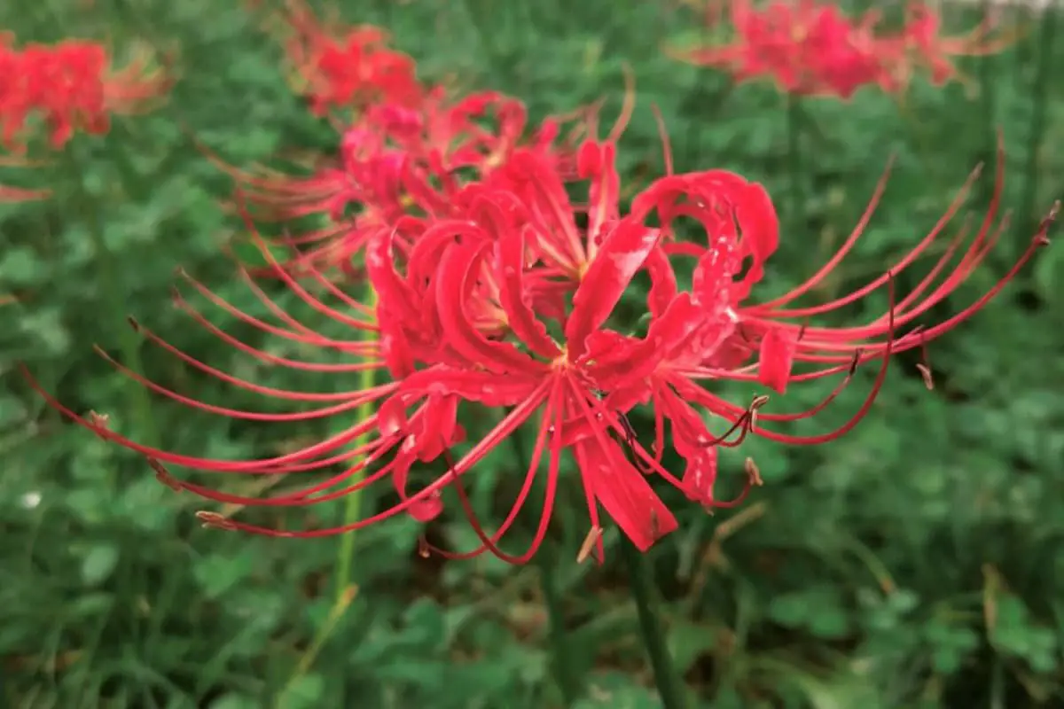 Lys araignée rouge