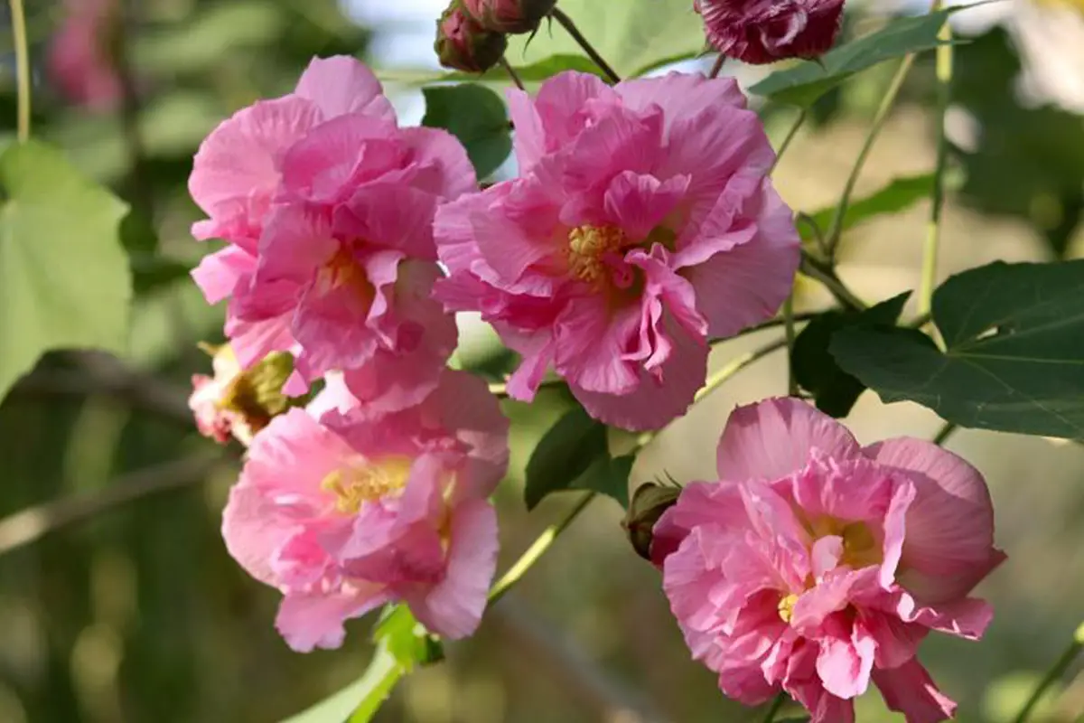 Hibiscus