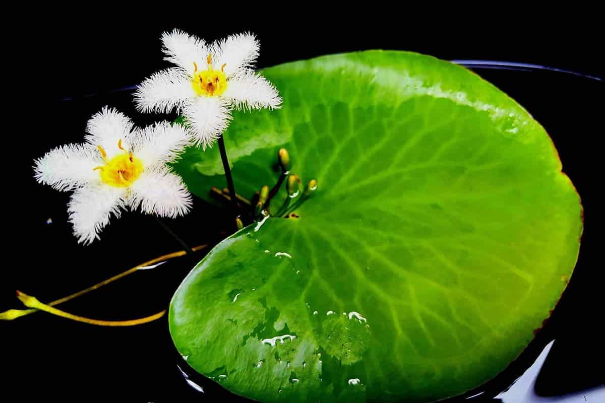 Single Leaf Lotus