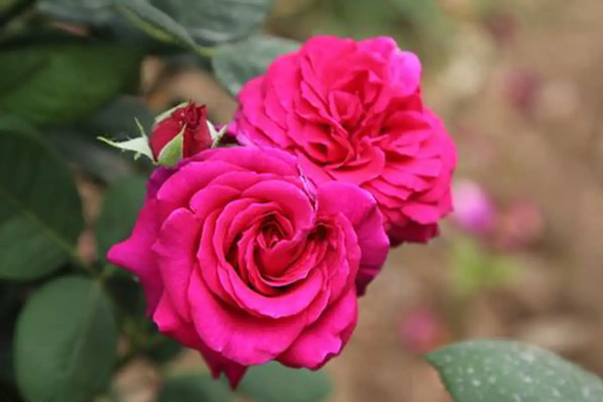 Rosa cinese