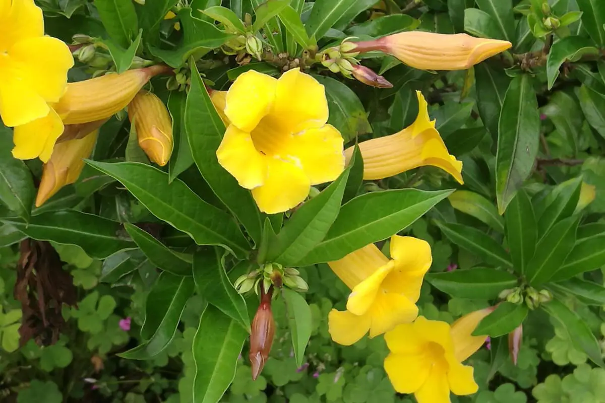 Allamanda Cathartica