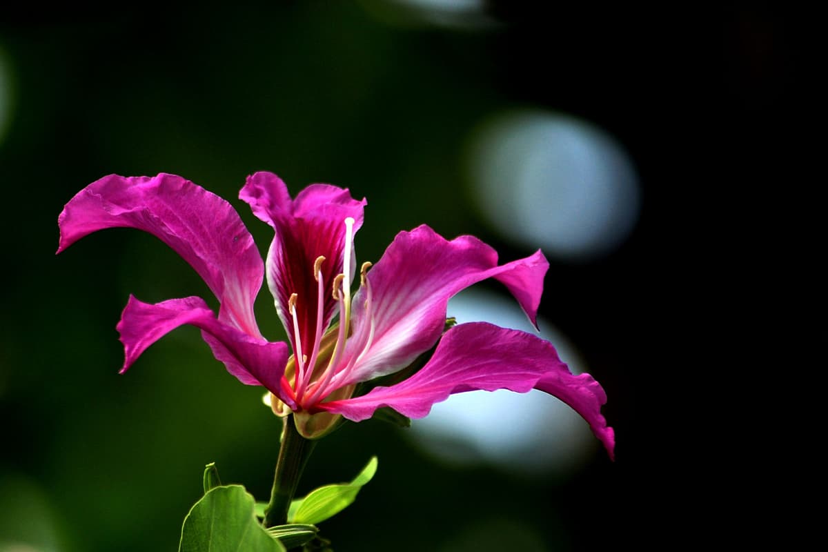 Bauhinia