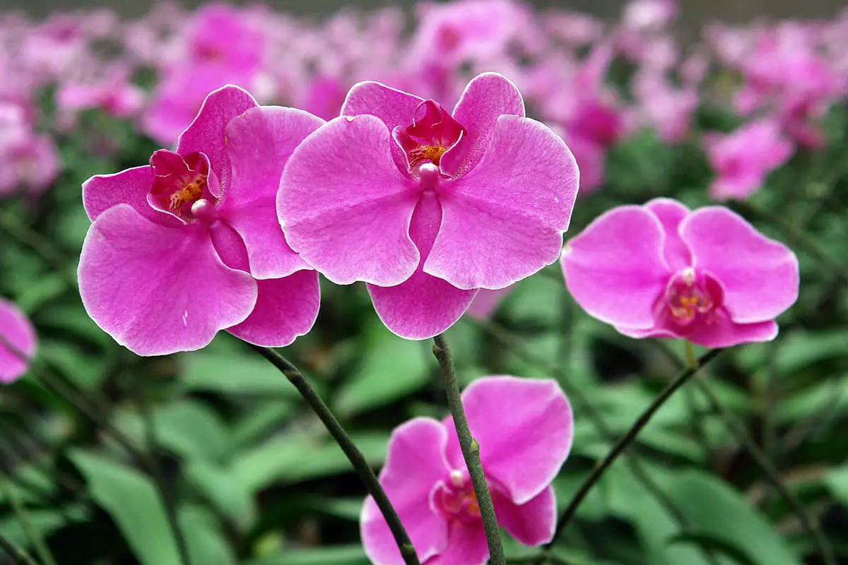 Clitoria Ternatea