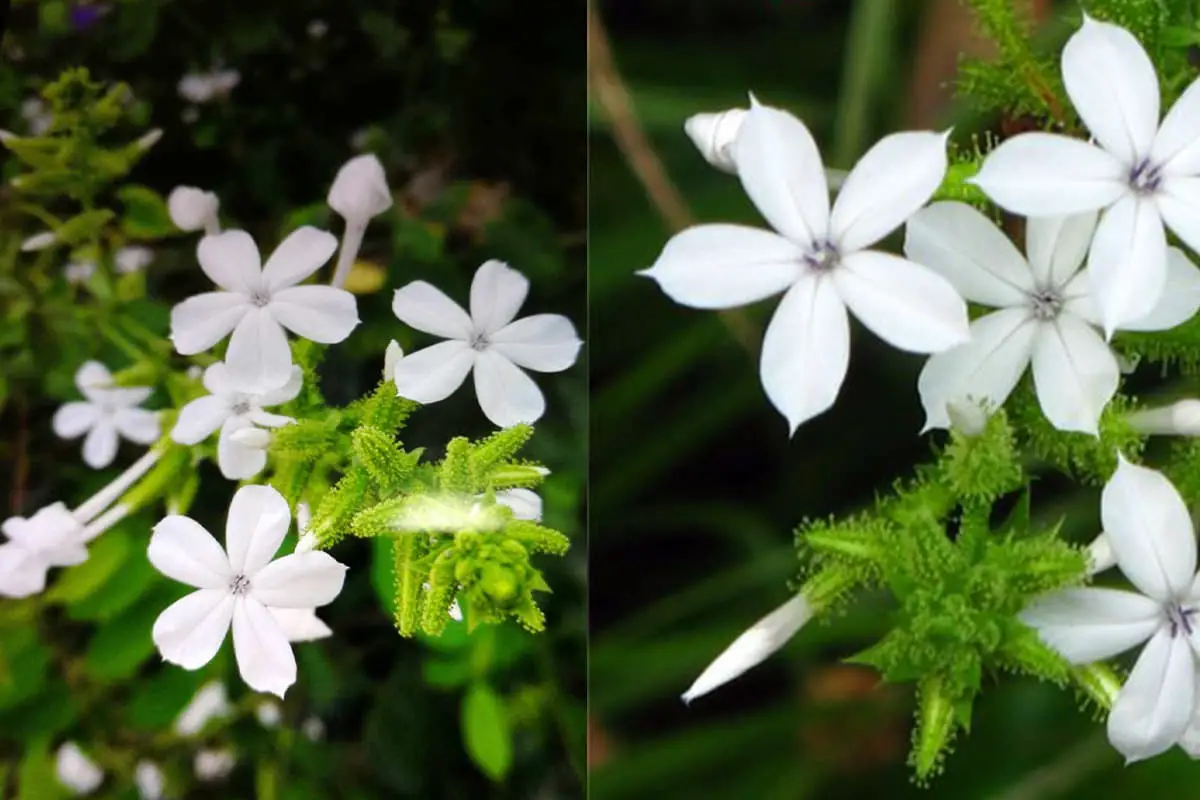 Plumbago