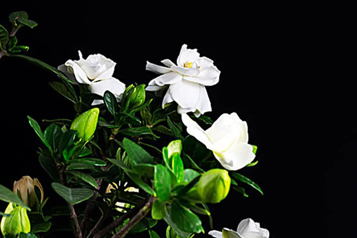 Gardenia
