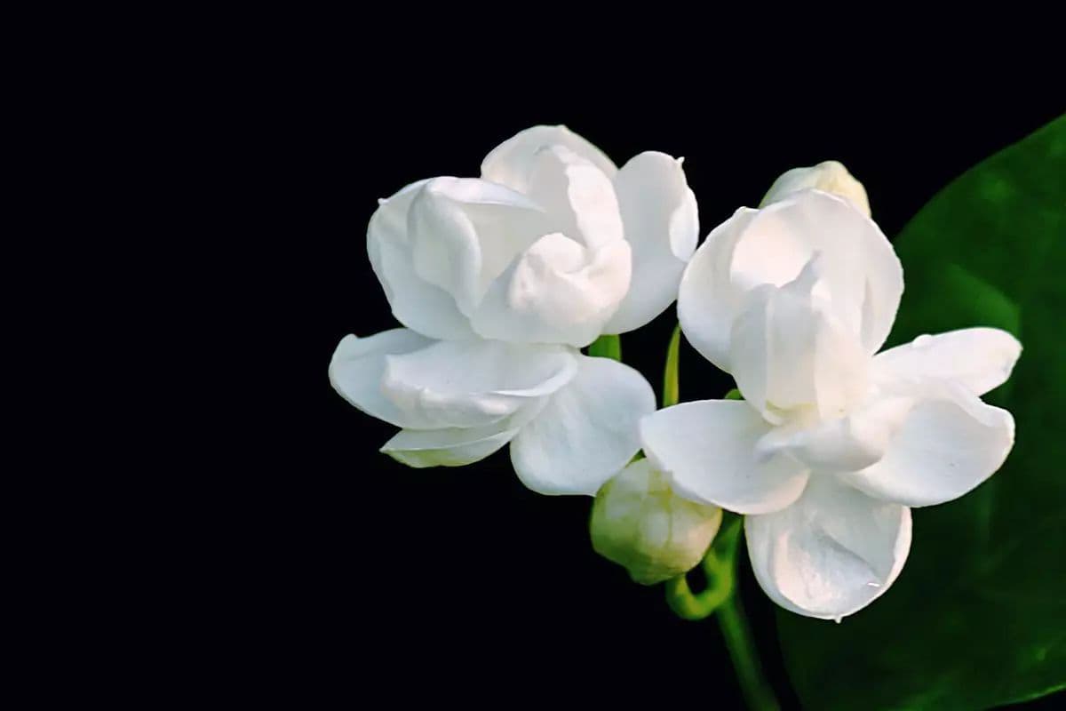 Jasmine