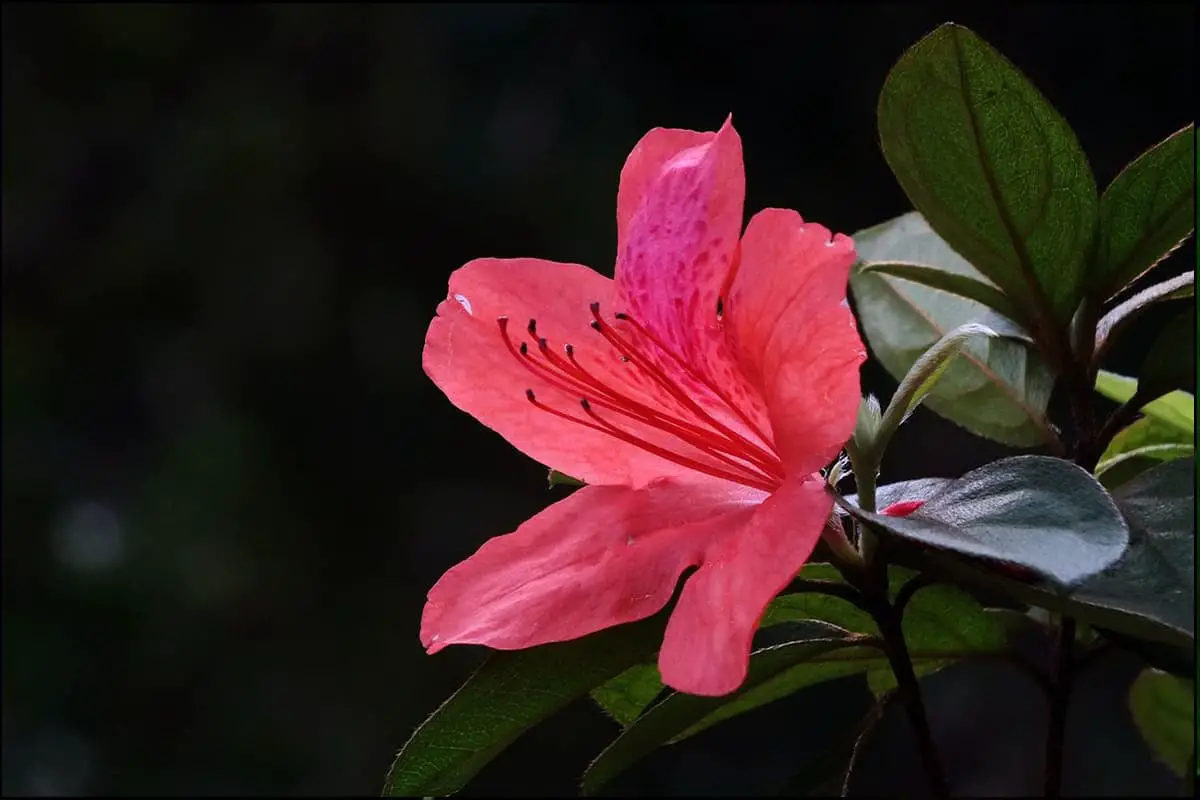 Rhododendron
