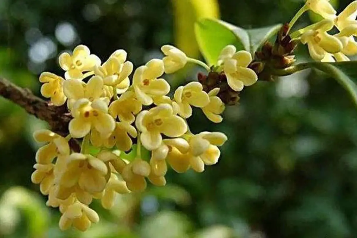 Osmanthus