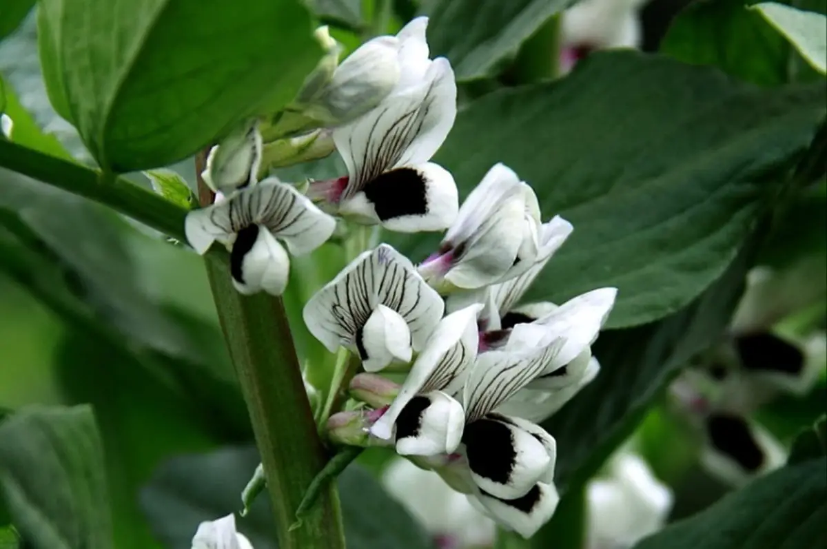 Broadbean Flower