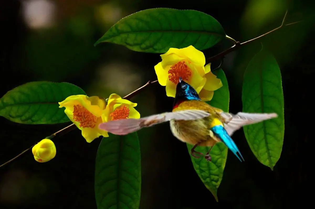 What Is Golden Camellia