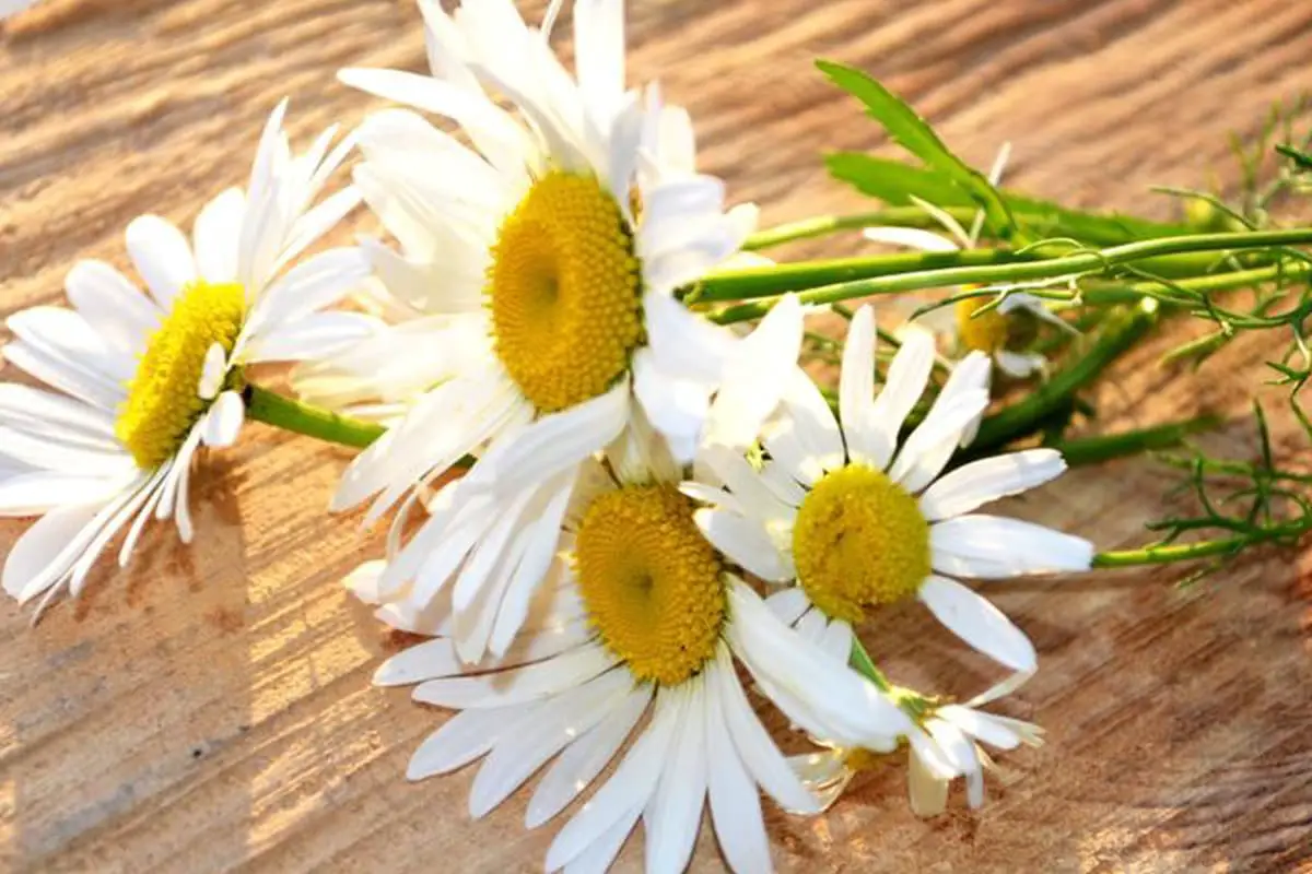 Daisies