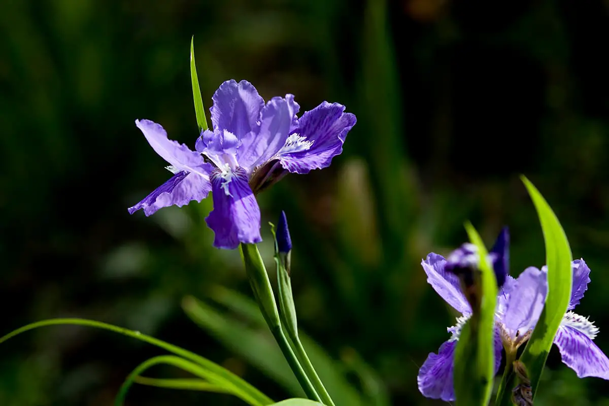 Iris