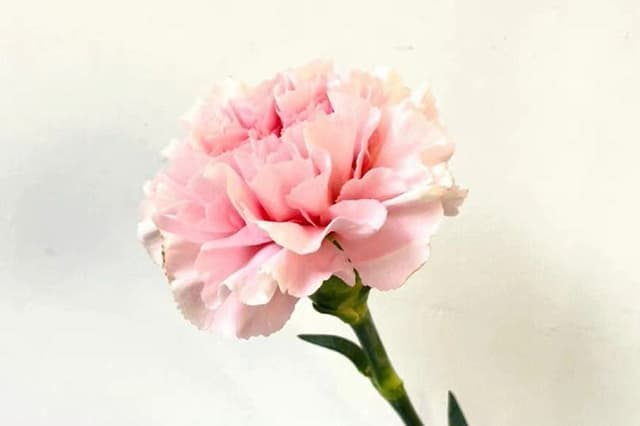 Pink Lady Carnation