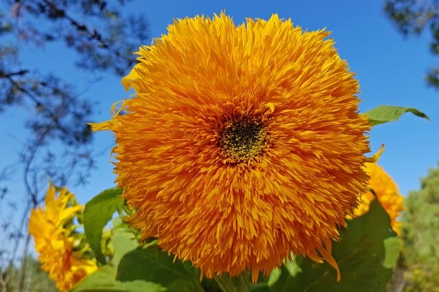 Teddy Bear Sunflower