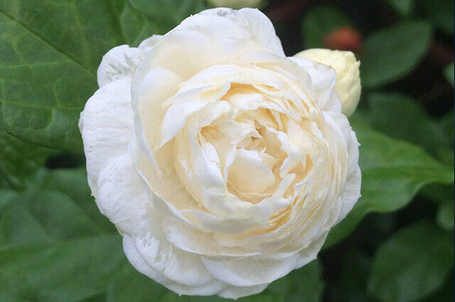 Tiger Head Jasmine