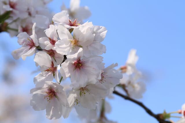 Weeping Cherry Blossom