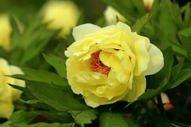 Yao Huang Peony