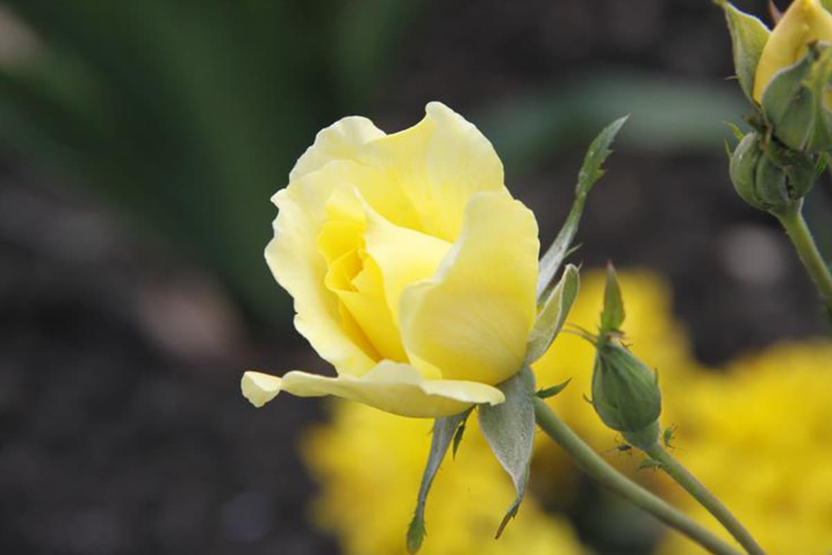 Rose jaune