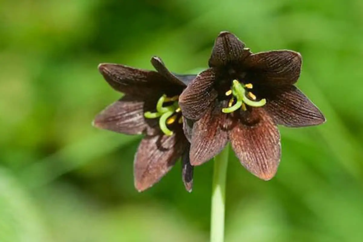 10. Black Lily (Curse, Pride)