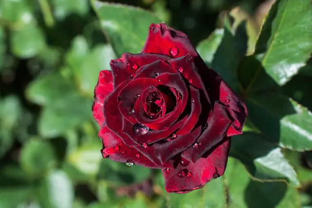 Black Magic Rose