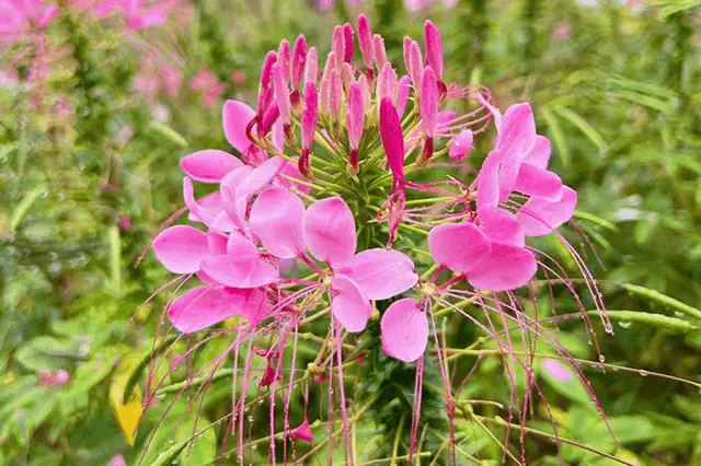 Cleome