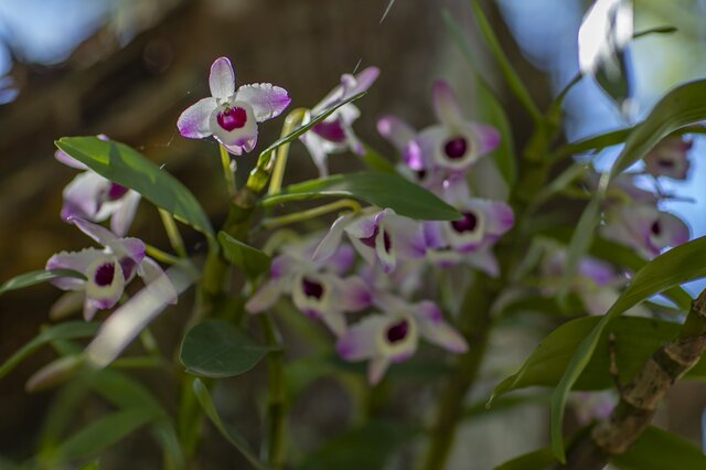 Dendrobium Orchid