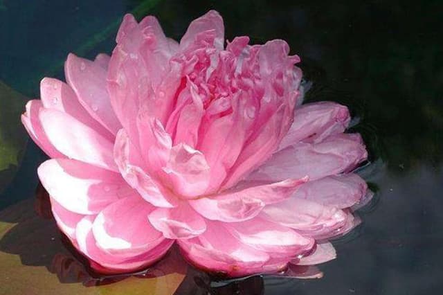 Pink Peony