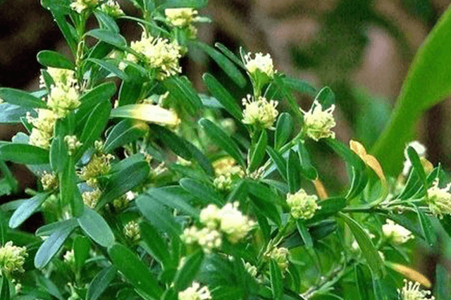 10. Gardenia à feuilles de cuillère