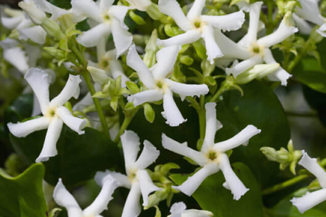 Windmill Jasmine