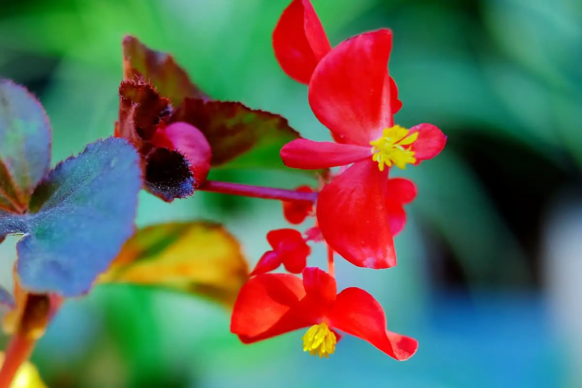 Begonia Bloem Taal