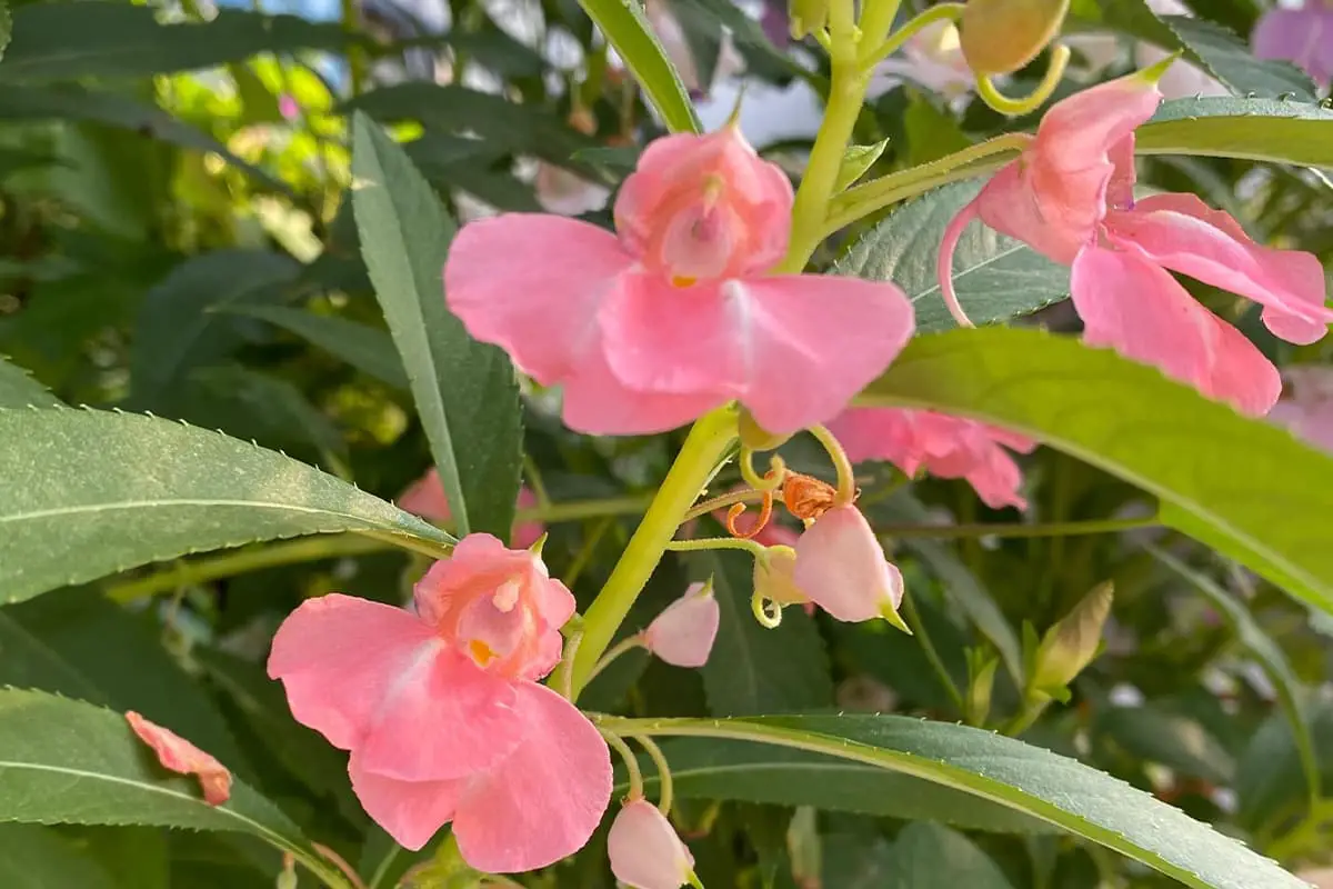 Impatiens bloementaal