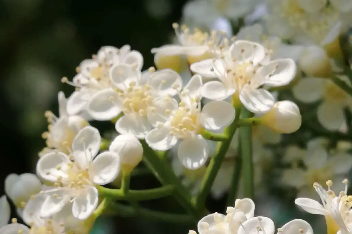 Heath Flower Language