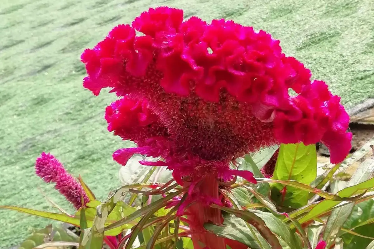 Celosia Bloem Taal