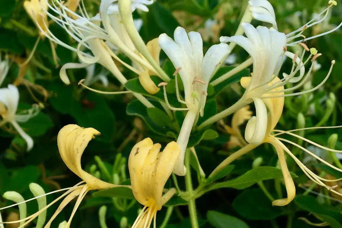 Sprache der Geißblattblüte