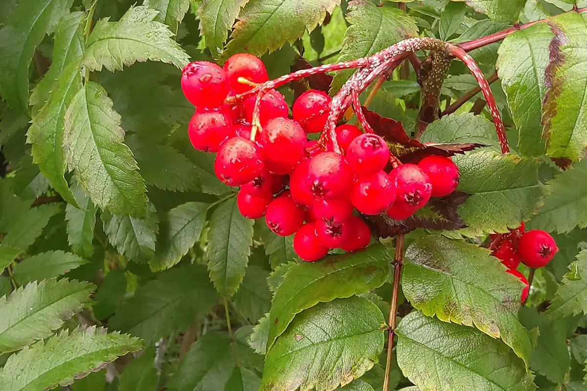 Sorbus 'Lan' Blume Sprache