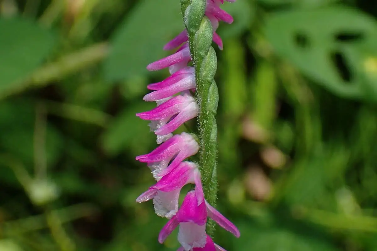 Damensträhnen Blumensprache