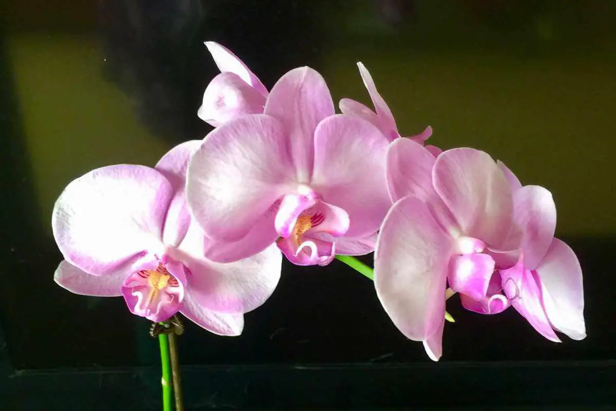 Miniatur Phalaenopsis Blume Sprache