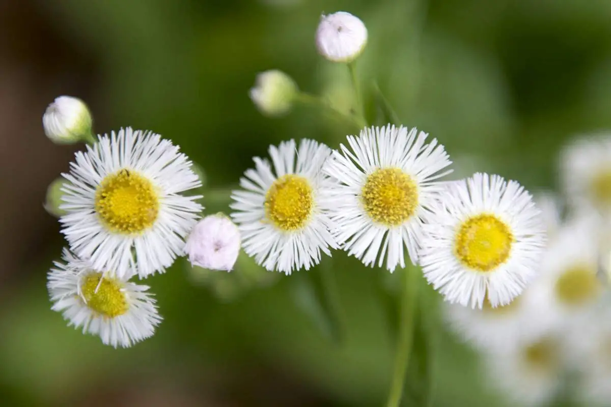 Chrysanthemum