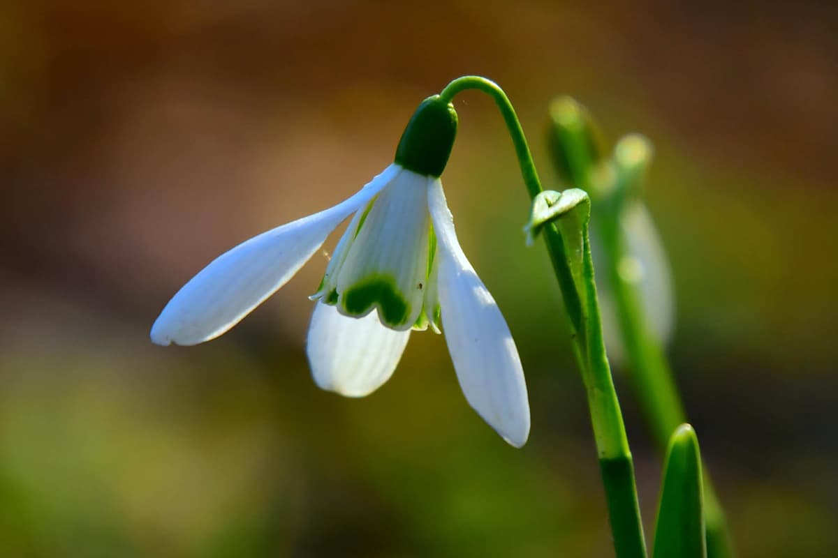 Bucaneve (Galanthus)